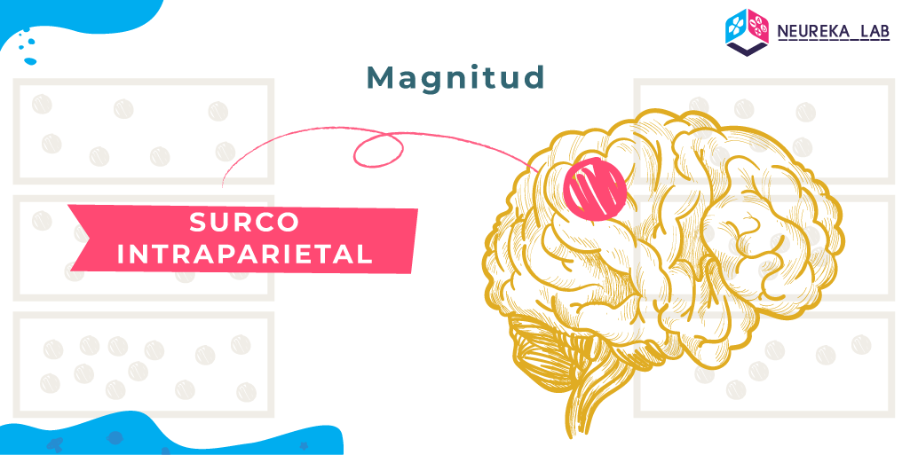 Área del cerebro que interviene en la magnitud: surco intraparietal.
