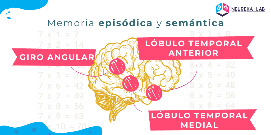 Áreas del cerebro que intervienen en la memoria episódica y semántica: giro angular, lóbulo temporal anterior y lóbulo temporal medial.